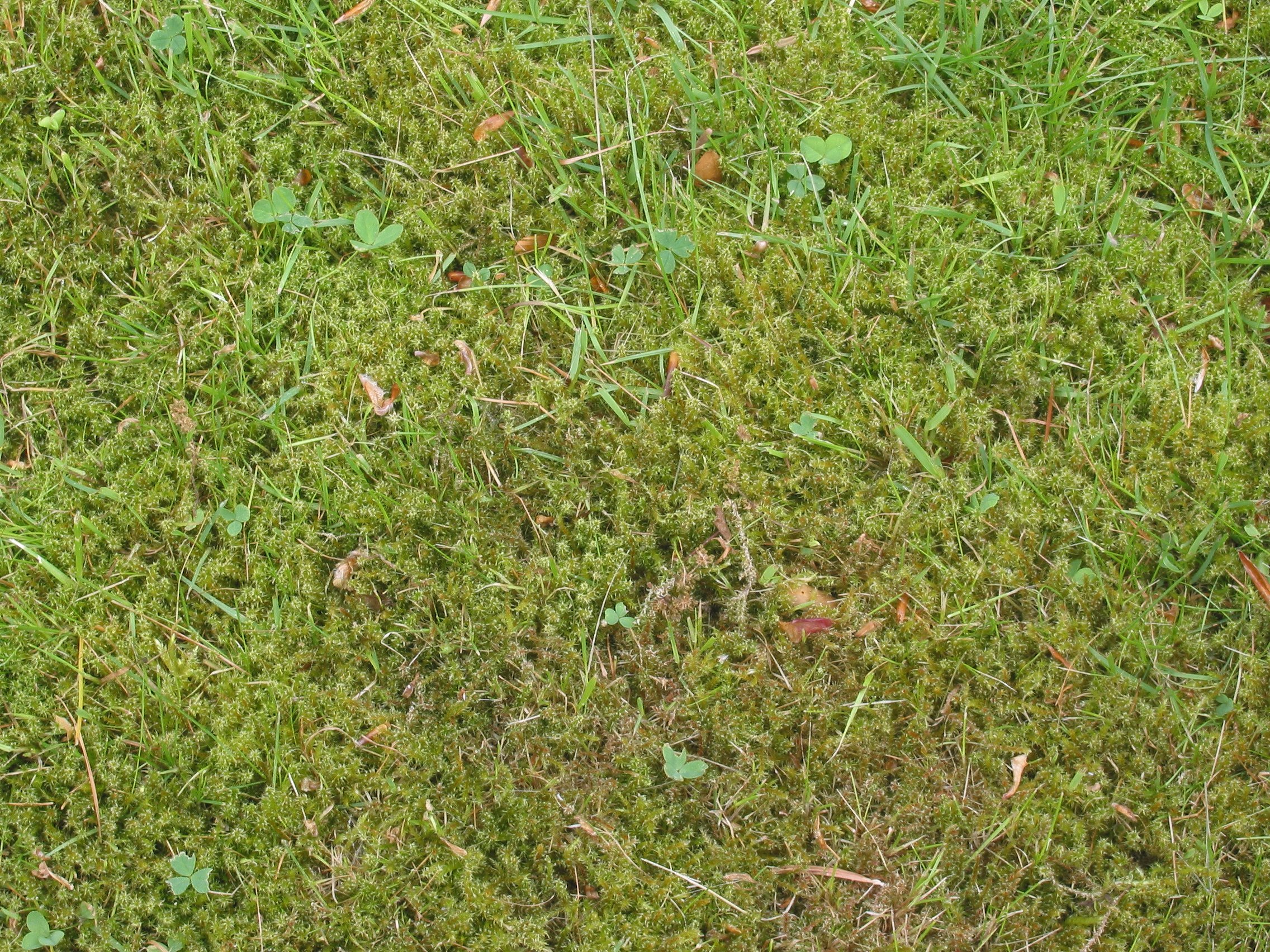 download moss lawn for free