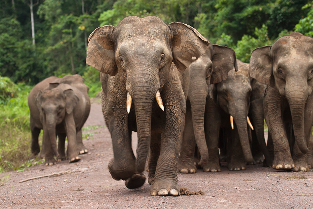 Oregon Zoo Sends Milk To Borneo For Orphaned Elephant Babies Metro   BorneoElephants 