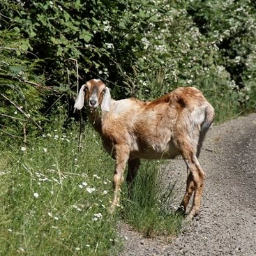 a photo of a wild goat along a gravel trail 