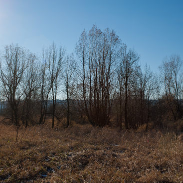 photo of winter trees at Smith and Bybee Wetlands