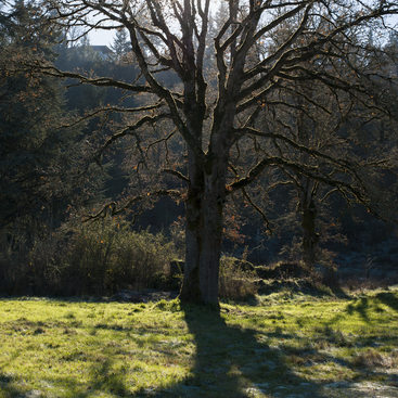 photo of an oak at Canemah Bluff