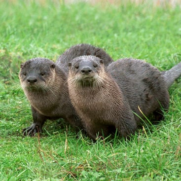 photo of two otters
