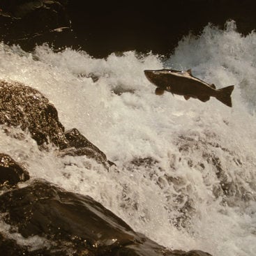photo of a fish jumping in a river