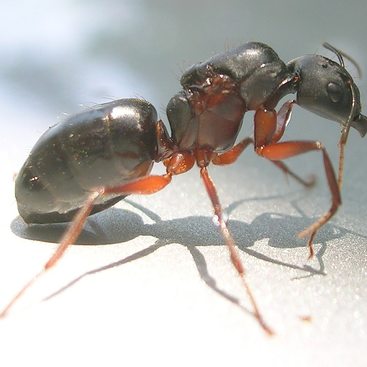 photo of a black ant