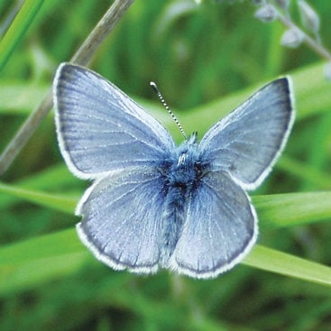 Blue butterfly on blades of grass