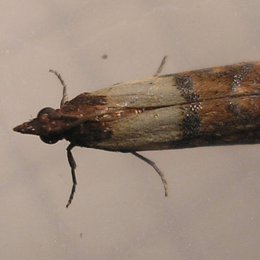 photo of a meal moth