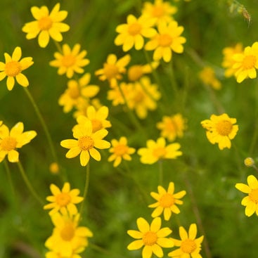 photo of yellow wildflowers
