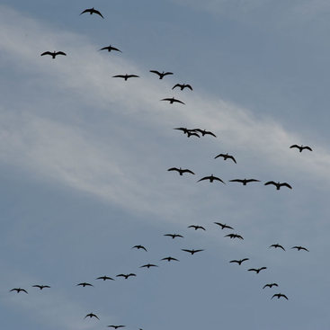 photo of birds flying
