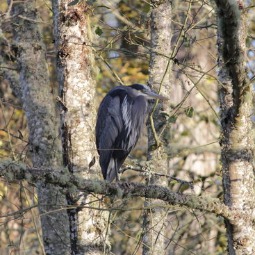 photo of great blue heron at Orenco Woods Nature Park