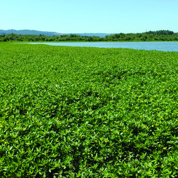photo of ludwigia at Smith and Bybee Wetlands Natural Area