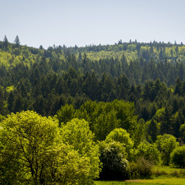 A mixture of deciduous and evergreen trees on the hills of Chehalem Ridge Nature Park