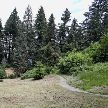 Gravel bristlecone pine trail next to a grassy meadow within Hoyt Arboretum with tall conifers in the distance.