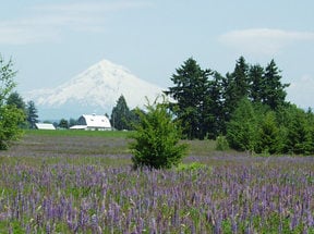 photo of Mount Hood and a field of lupine
