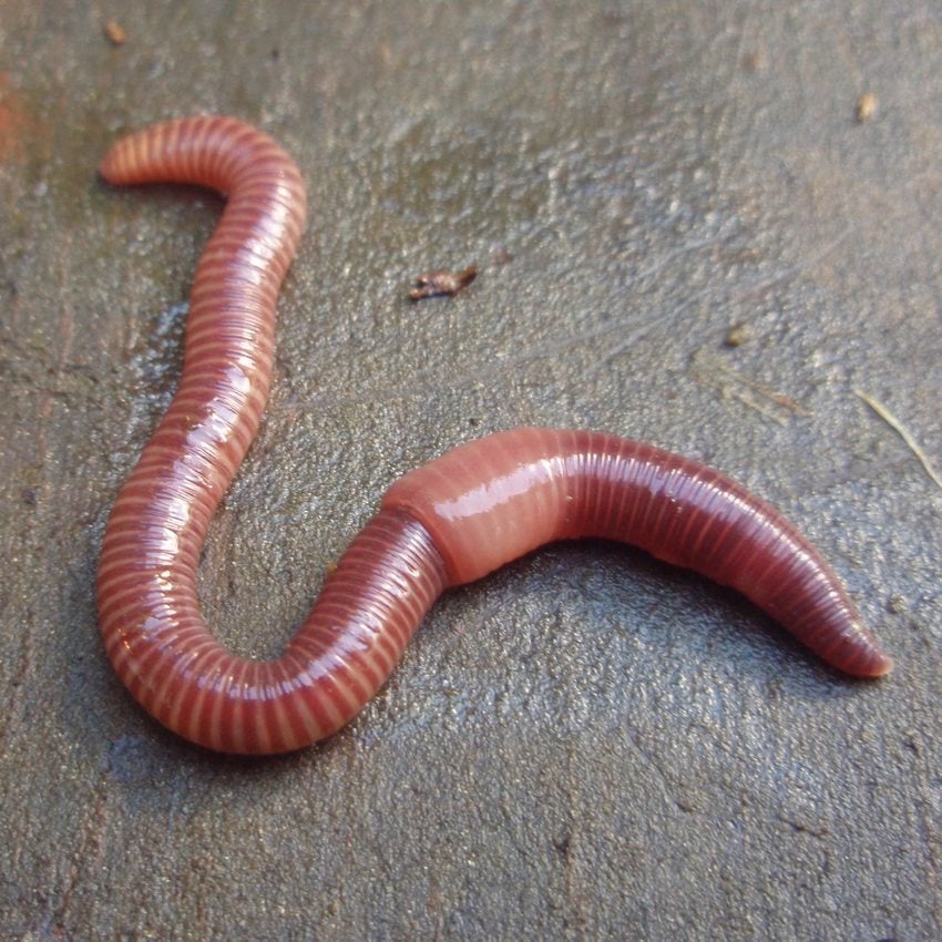How well do you know your worms?