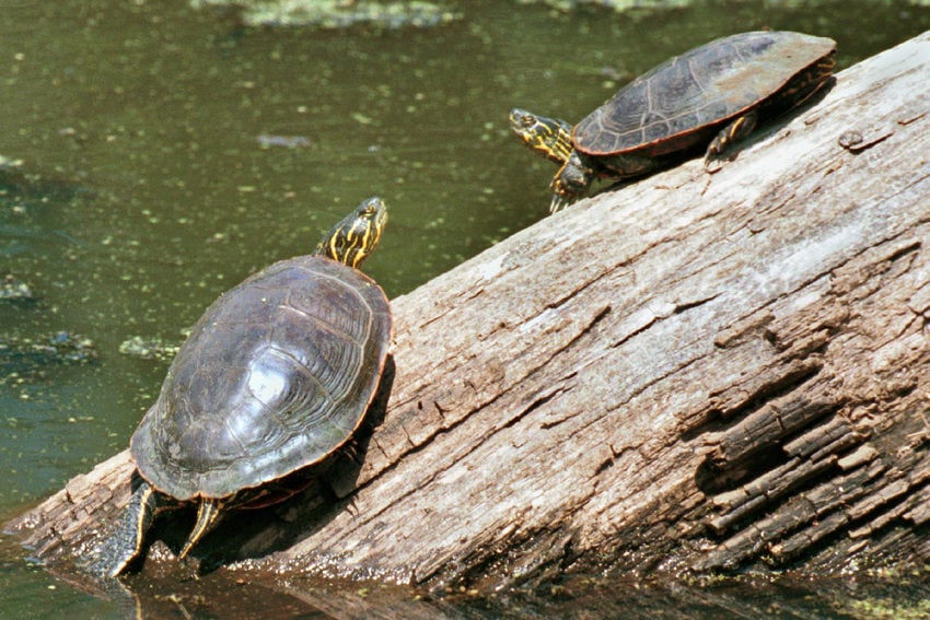 FULL: Turtle walk in the wetlands | Metro