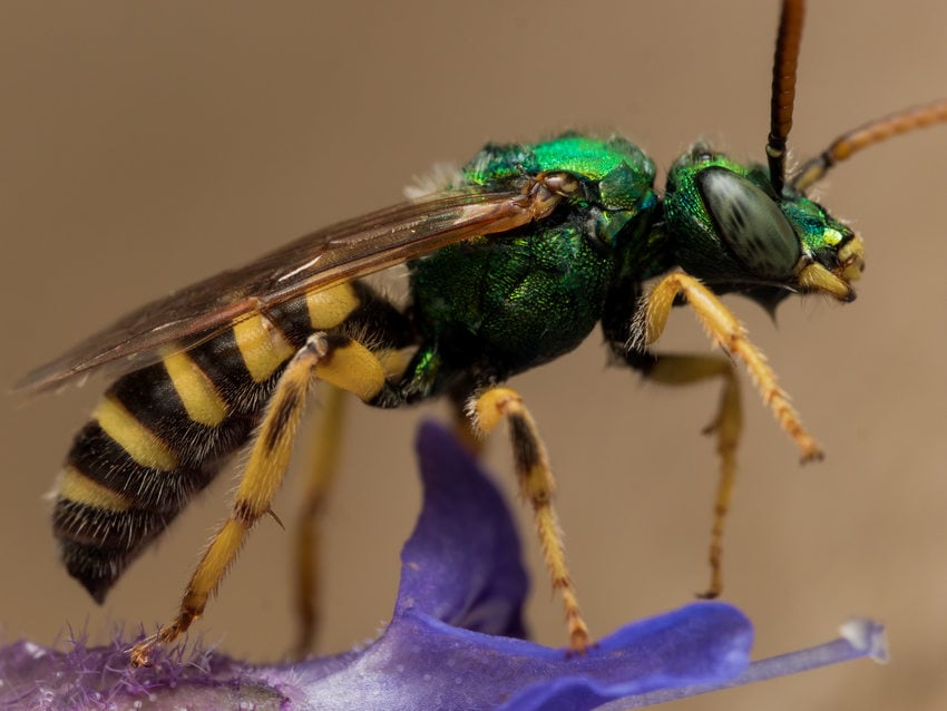 image of a sweat bee