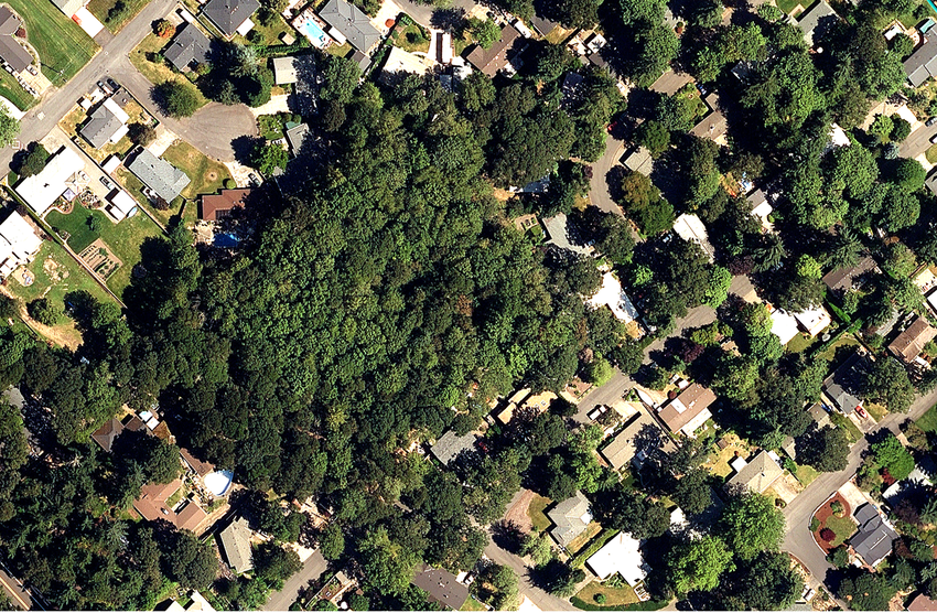 An aerial photograph of a neighborhood with dozens of trees.