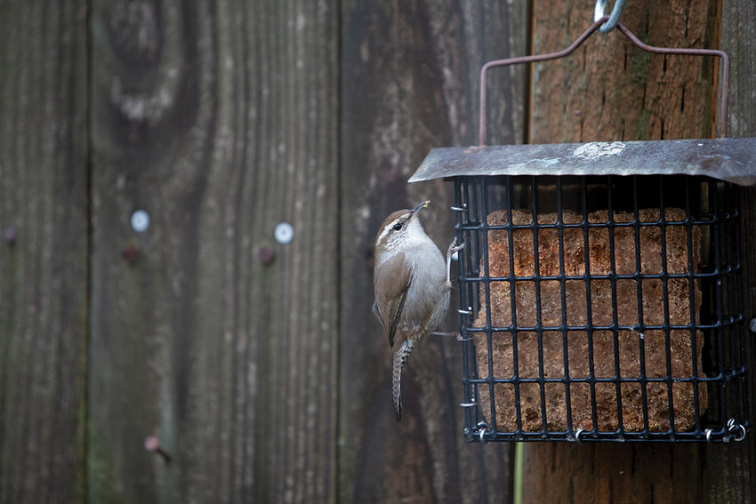 Bird hangs on side best sale of cage