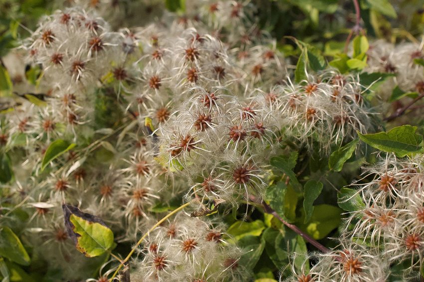 Cluster of fuzzy white traveler's joy flowers with brown centers.