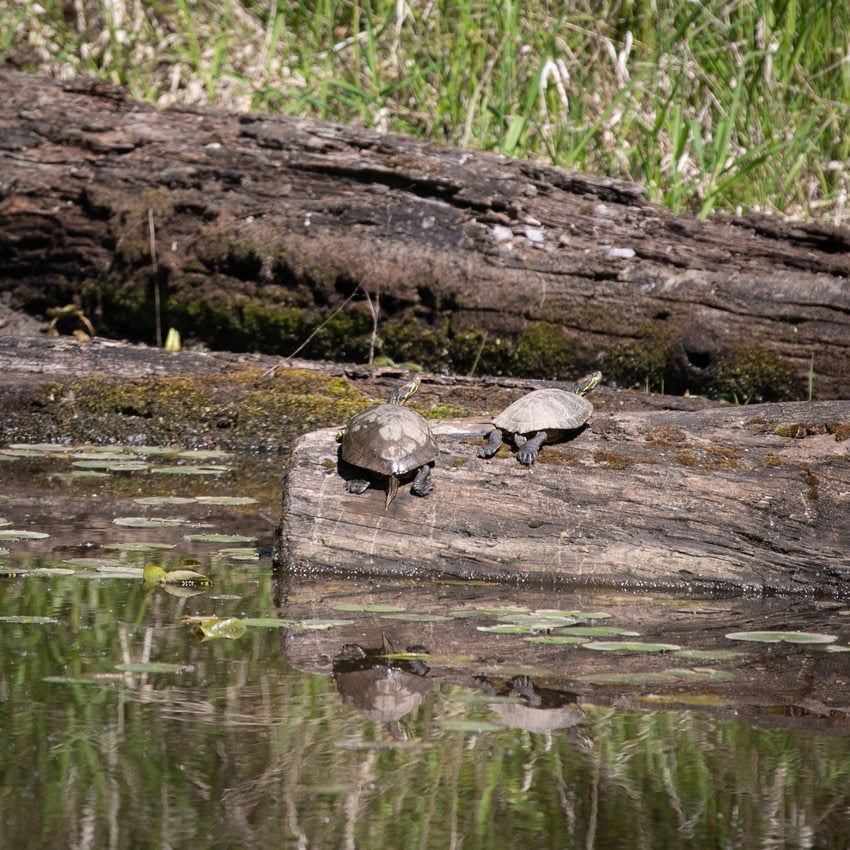 Turtle Talks And Plants Listen: Litter Cleanup And Turtle Watch | Metro