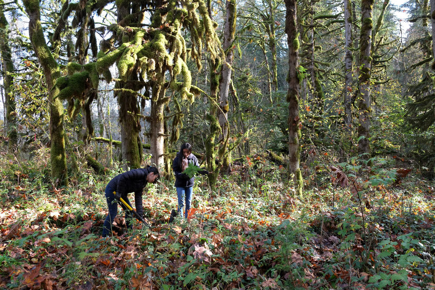 Planting and lichen bioblitz at Chehalem Ridge Metro