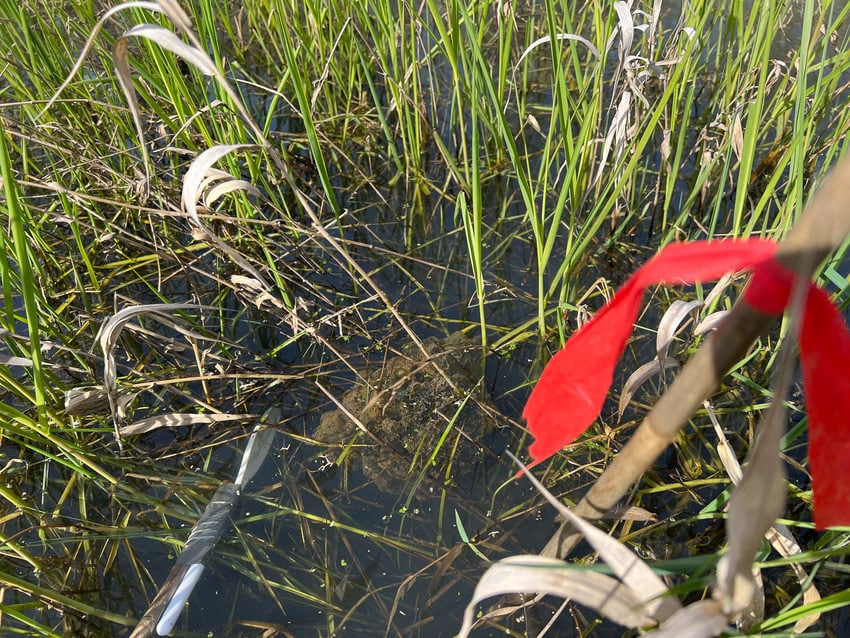 birds eye view of Northern red-legged frog egg mass near the surface of a marsh.