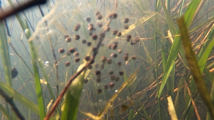 Northwestern salamander egg mass underwater