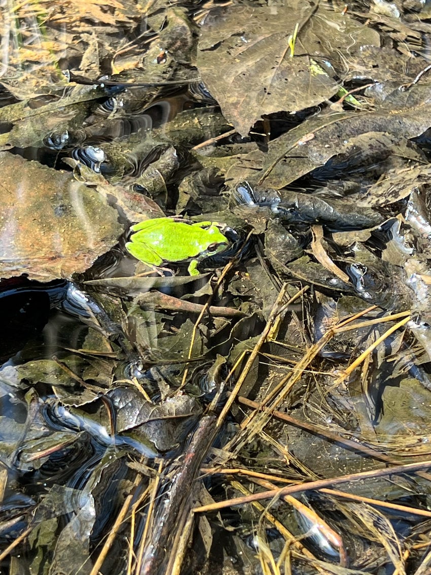 Pacific chorus frog