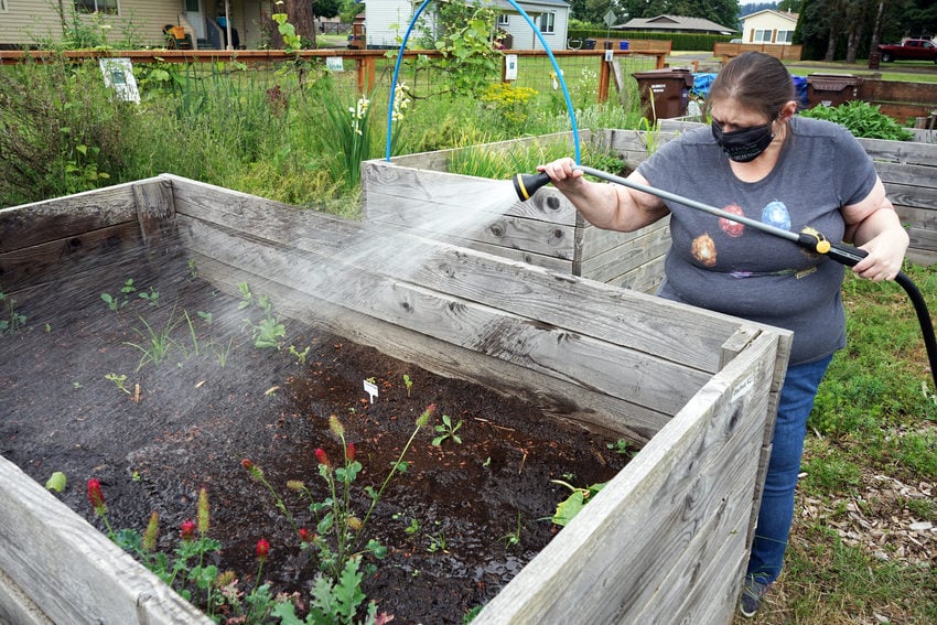 A woman in a grey t-shirt and mask watering a raised bed garden. 