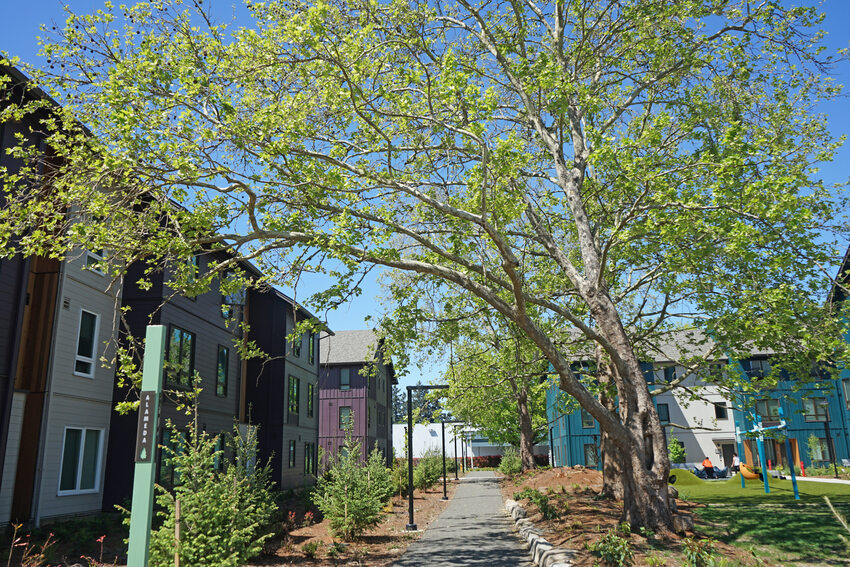 Ourdoor walkway with large tree between multicolored apartment buildings.