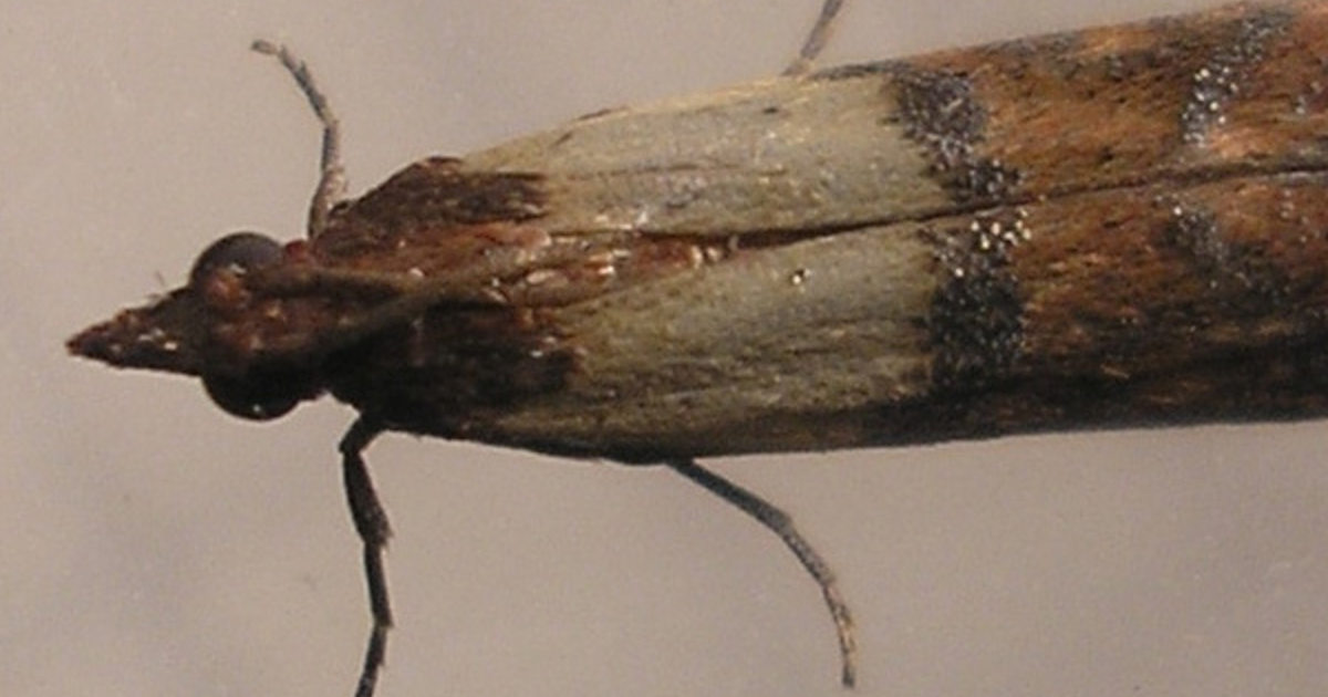 https://www.oregonmetro.gov/sites/default/files/styles/facebook_preview/public/2014/05/17/meal_moth_thumbnail_crop.jpg?itok=iRx8oIeT