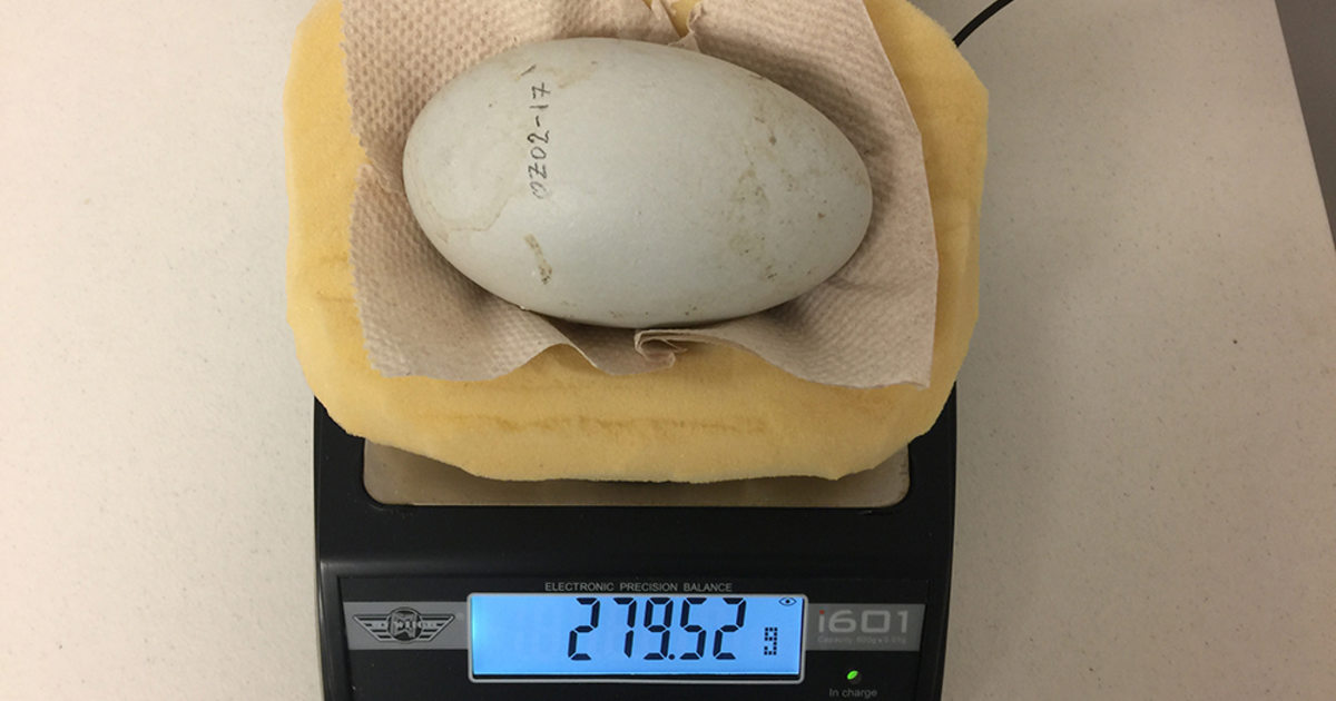 condor eggs