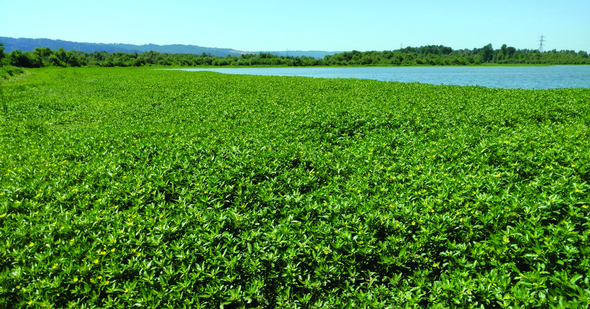 The game changer': Invasive ludwigia threatens to choke aquatic habitats,  devastate ecosystems