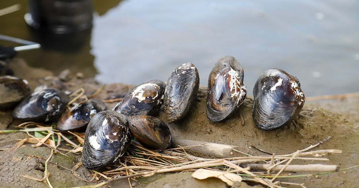 Freshwater clams online