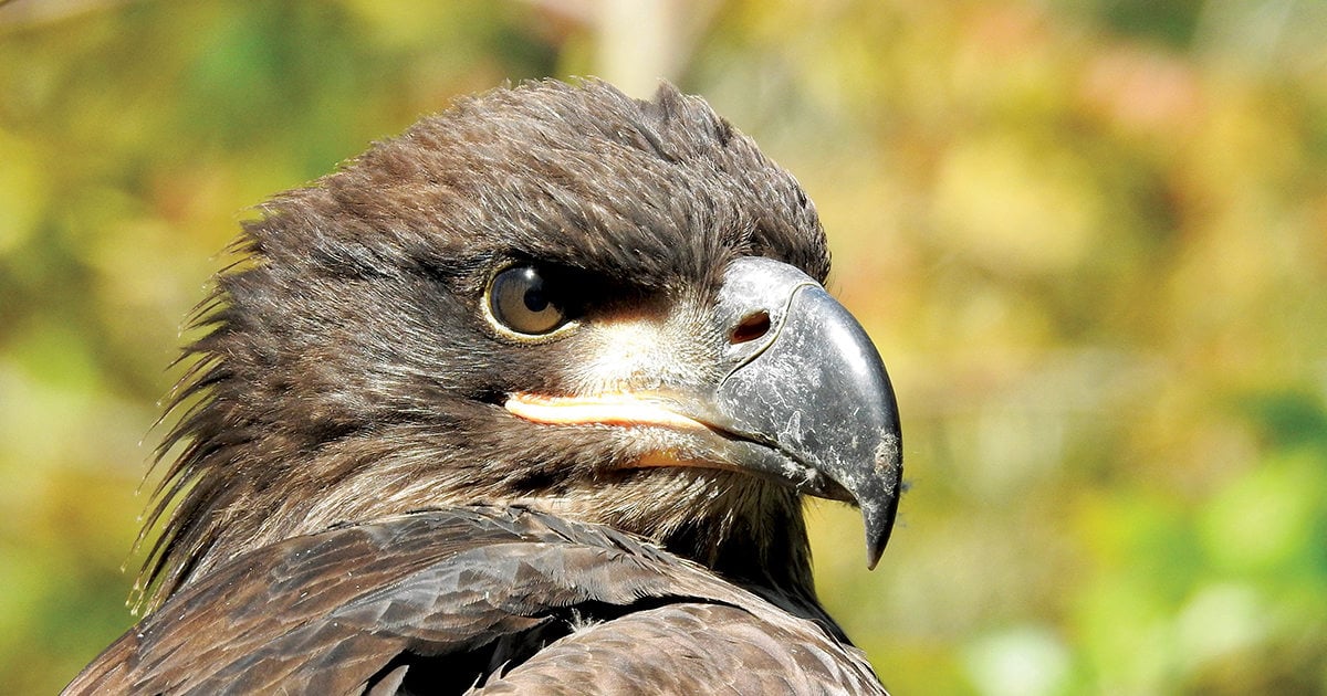 african crowned eagle hunting