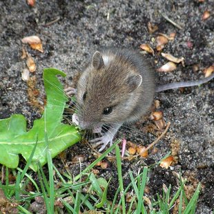 Home pest control | Metro