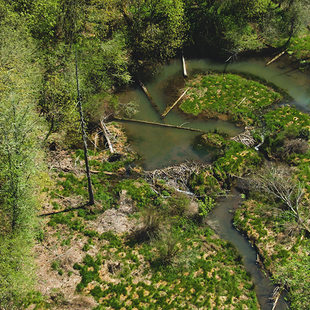 A creek makes an oxbow behind a beaver dam. The whole area is green and forested.