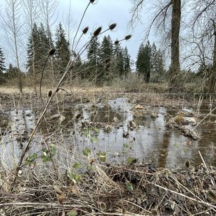soggy wetland with evergreen trees in the background and a wire fence strewn with invasive plants in the foreground