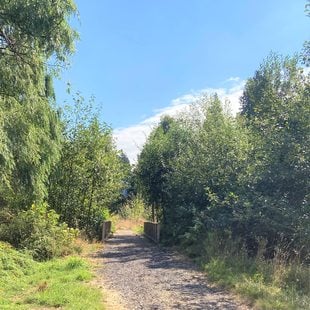 A dirt path, surrounded by grass and trees, leads to a wooden bridge.