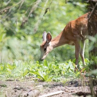 deer eating dandelion leaves in a forested setting