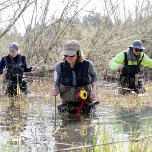 Three adults in waders walk through a pond looking for amphibian egg masses.