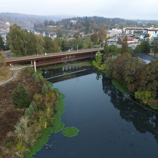 A bridge traverses a creek surrounded by trees, green algae grows on the creeks perimeter. Buildings in downtown Milwaukie can be seen in the background. 