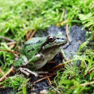 a small, bright-green frog with black stripes sits on a rock coated in brilliantly green moss