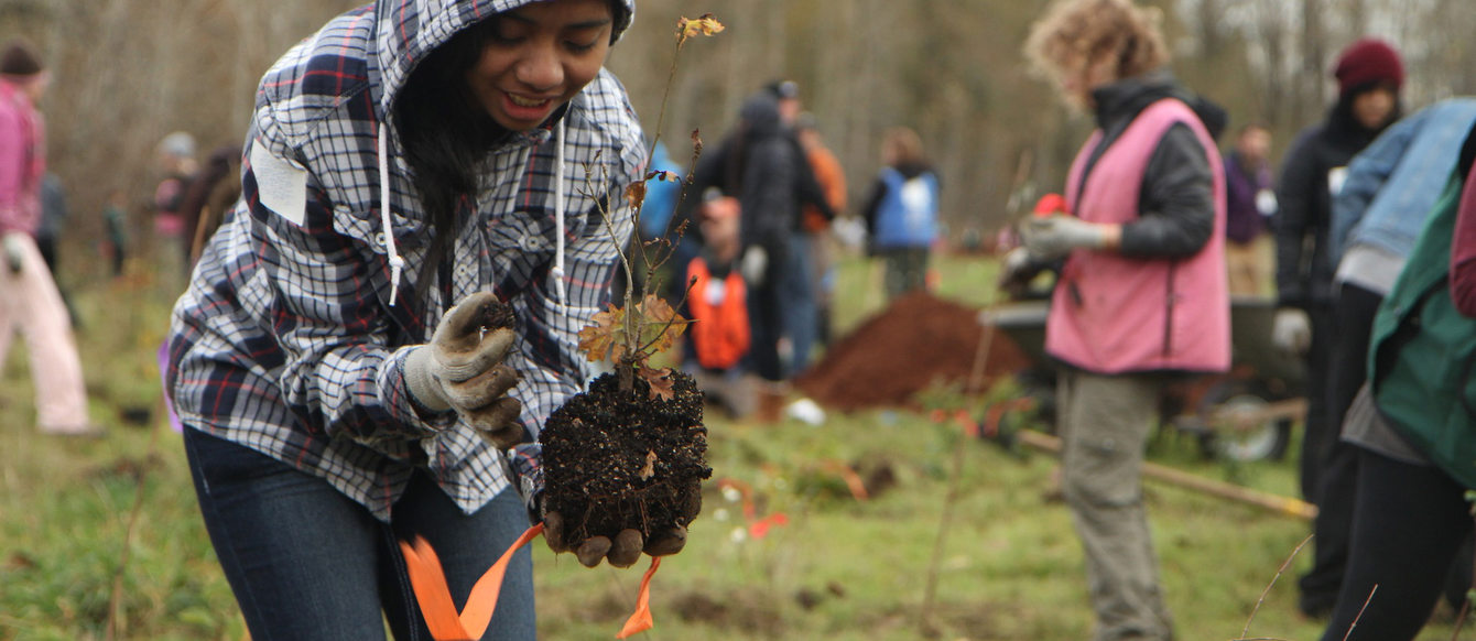 A volunteer plants a tree at the Sandy River delta.