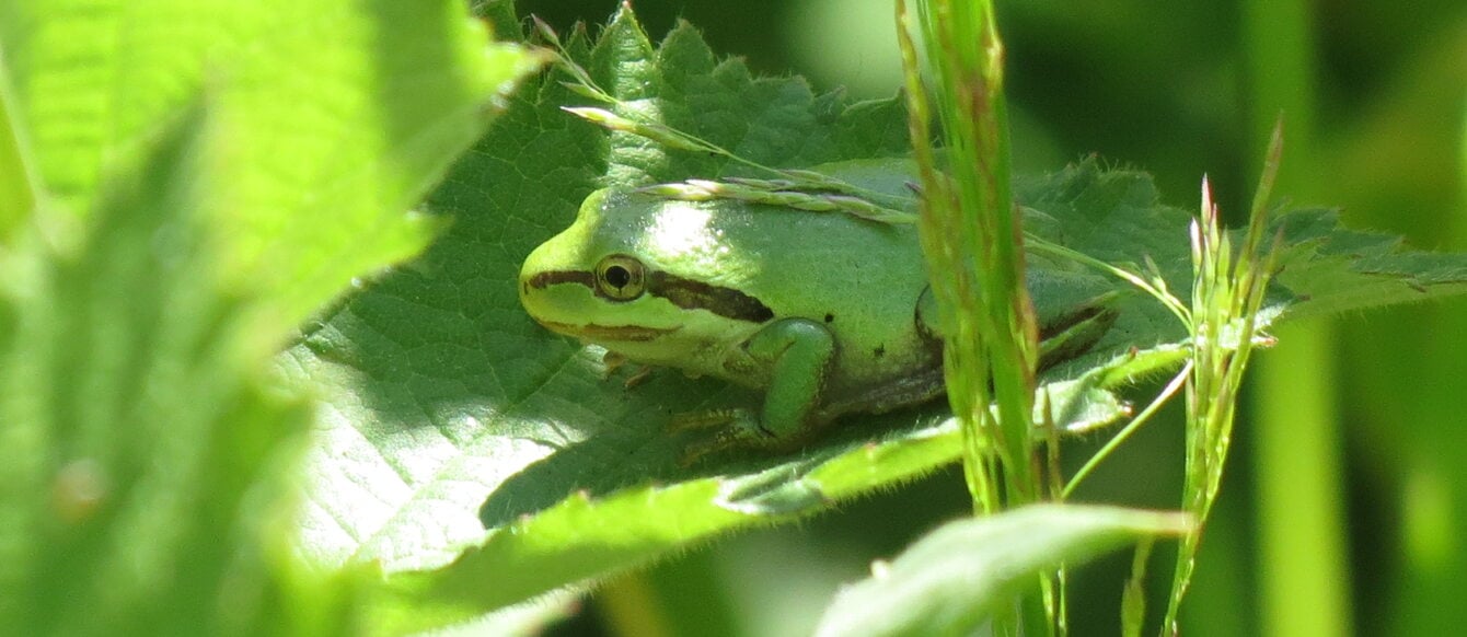 photo of Pacific tree frog at West Bliss Butte by site steward Phil Nosler