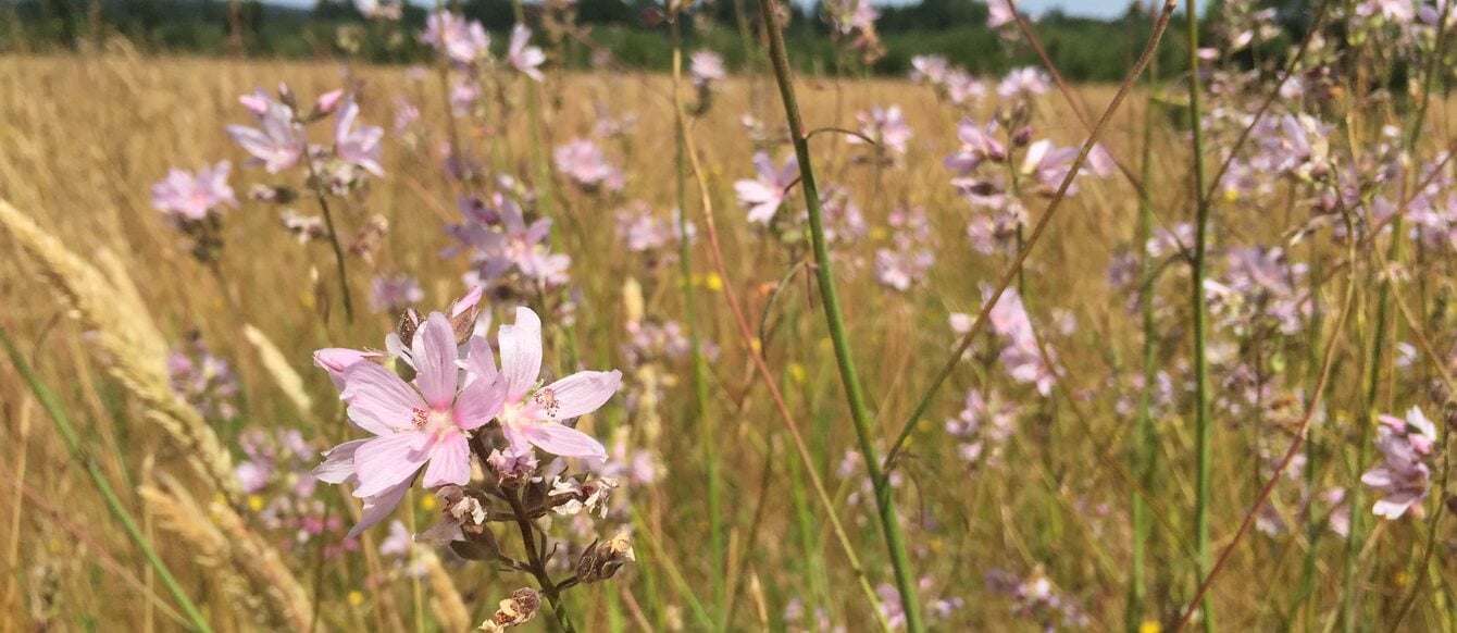 photo of meadow checkermallow at Graham Oaks