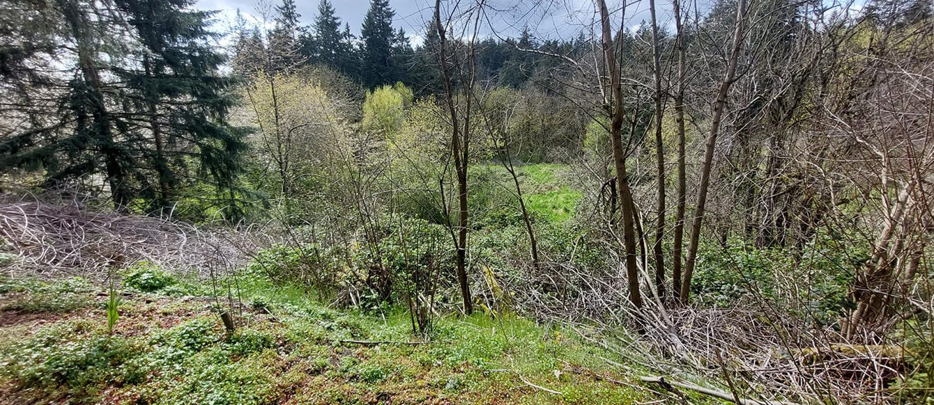 Grass and scrub run down a gentle hill to a valley filled with evergreen and deciduous trees.