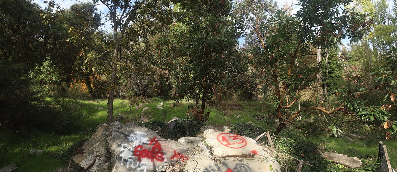 A patch of broken concrete lies amid madrone trees and grass.