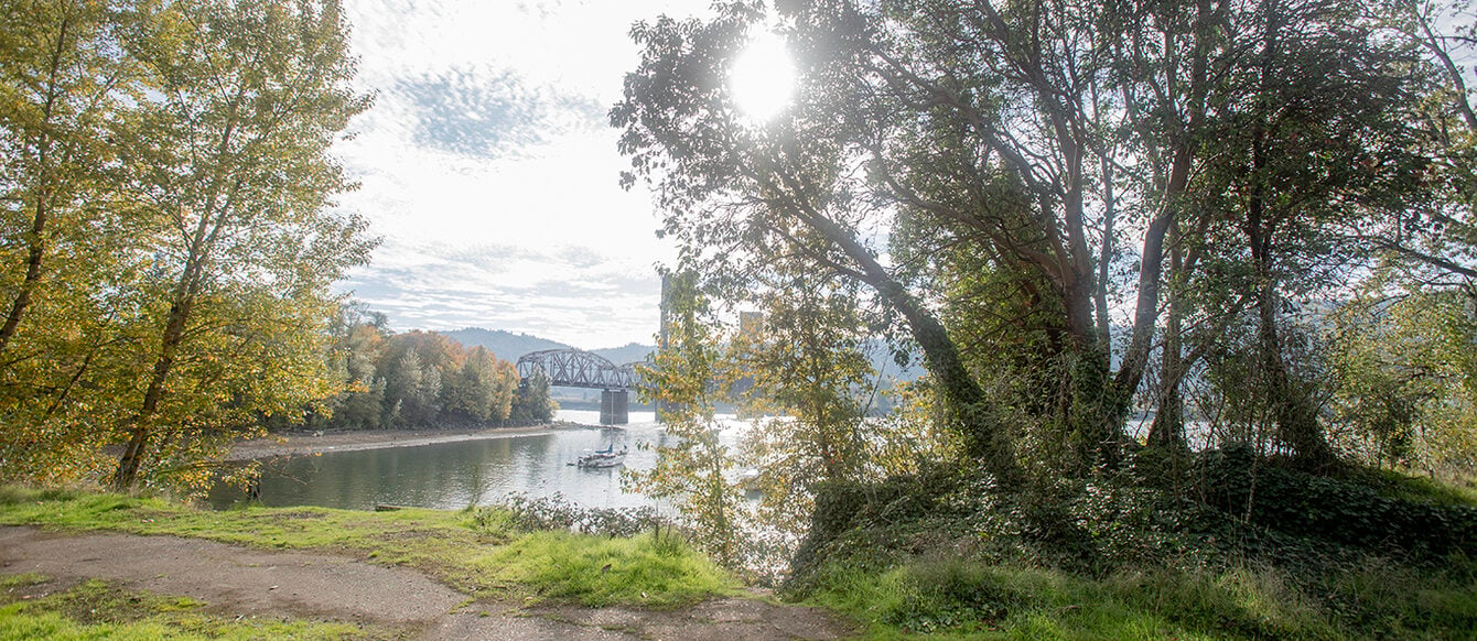 The sun shines through a madrone tree that is on the edge of a bank. Broken concrete is in the foreground. The Willamette River and a railroad bridge are in the background.