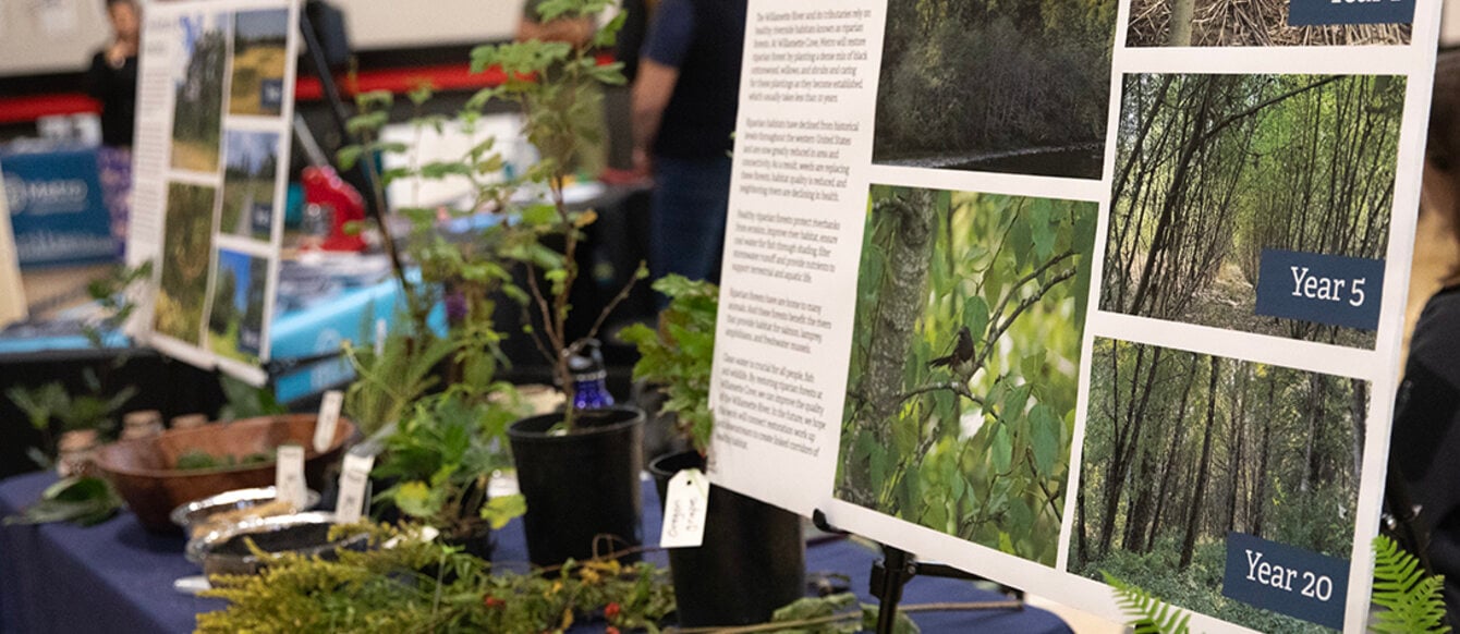 A table is covered with green stems, branches and fronds next to a poster showing how a cottonwood forest grows after restoration.